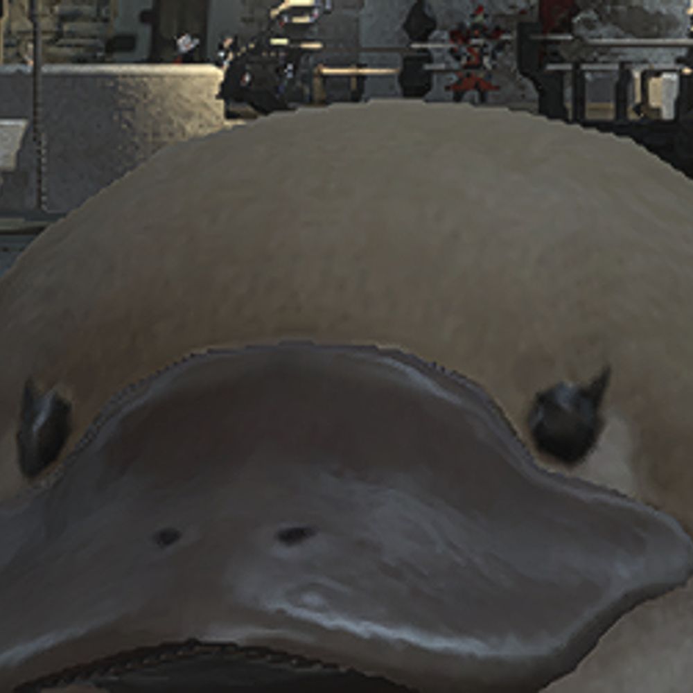 golgfish
