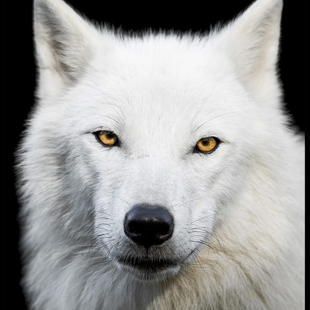 WhiteWolf_0472