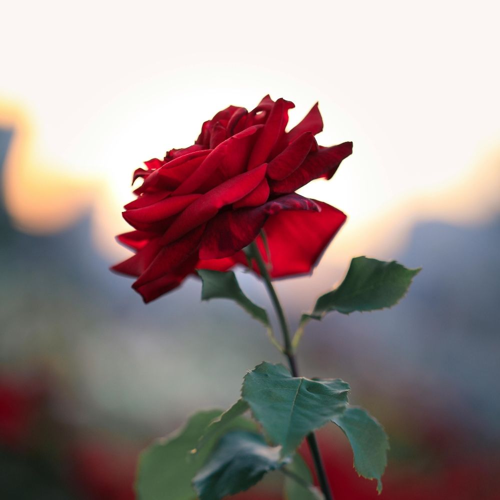 The Rose With Thorns