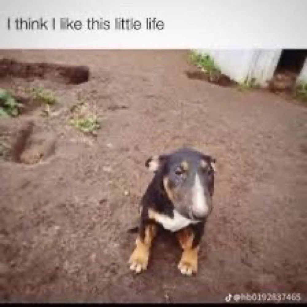 dog