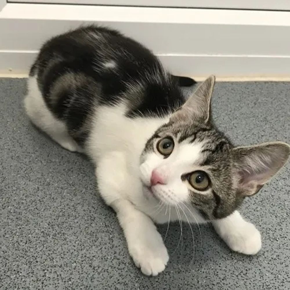 Lucy kitty