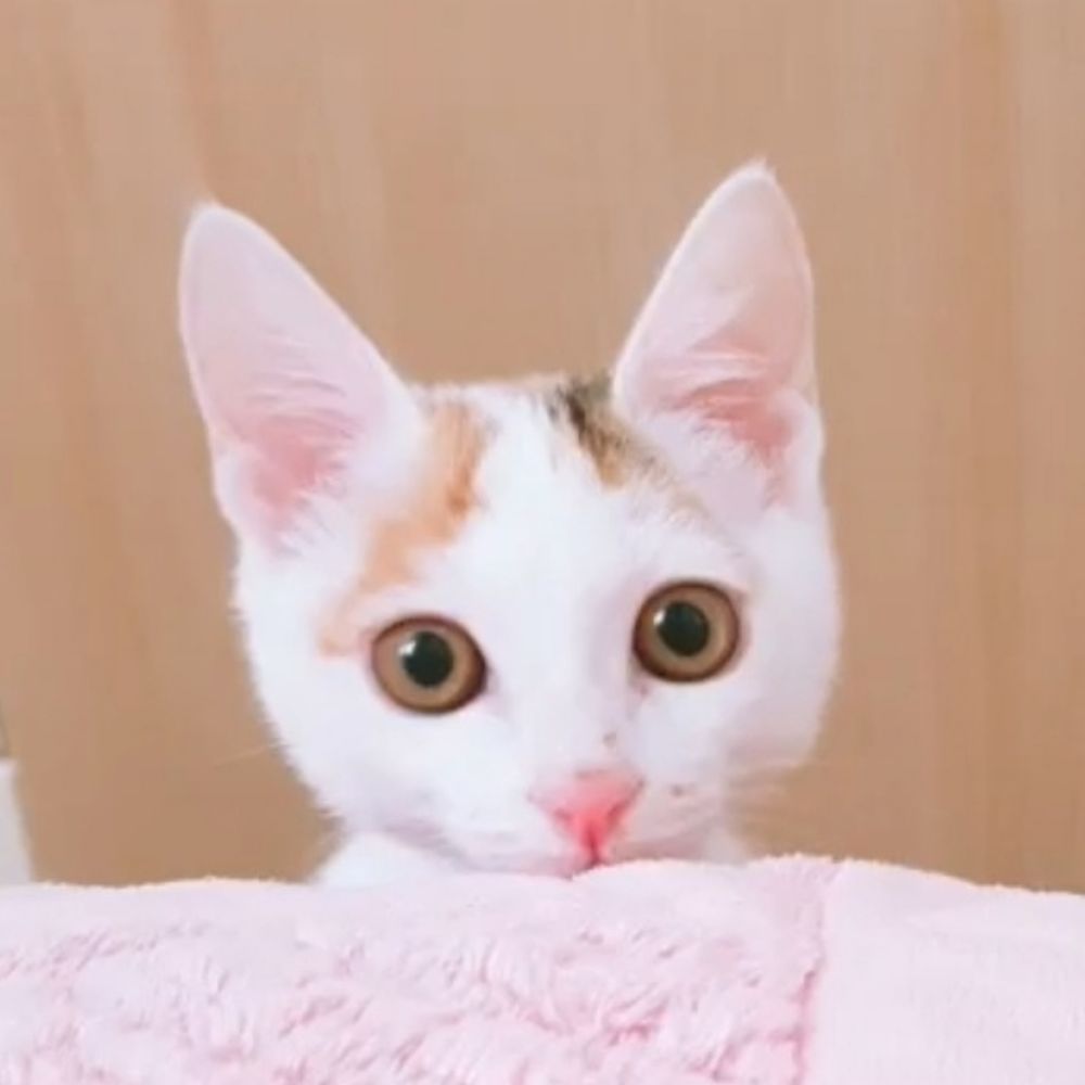 김엘리