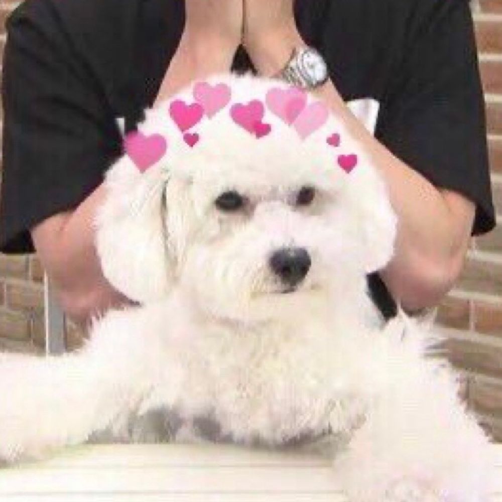비비