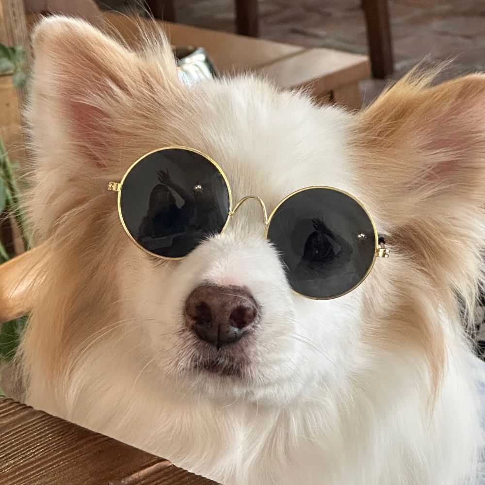 식빵굽는 고양이