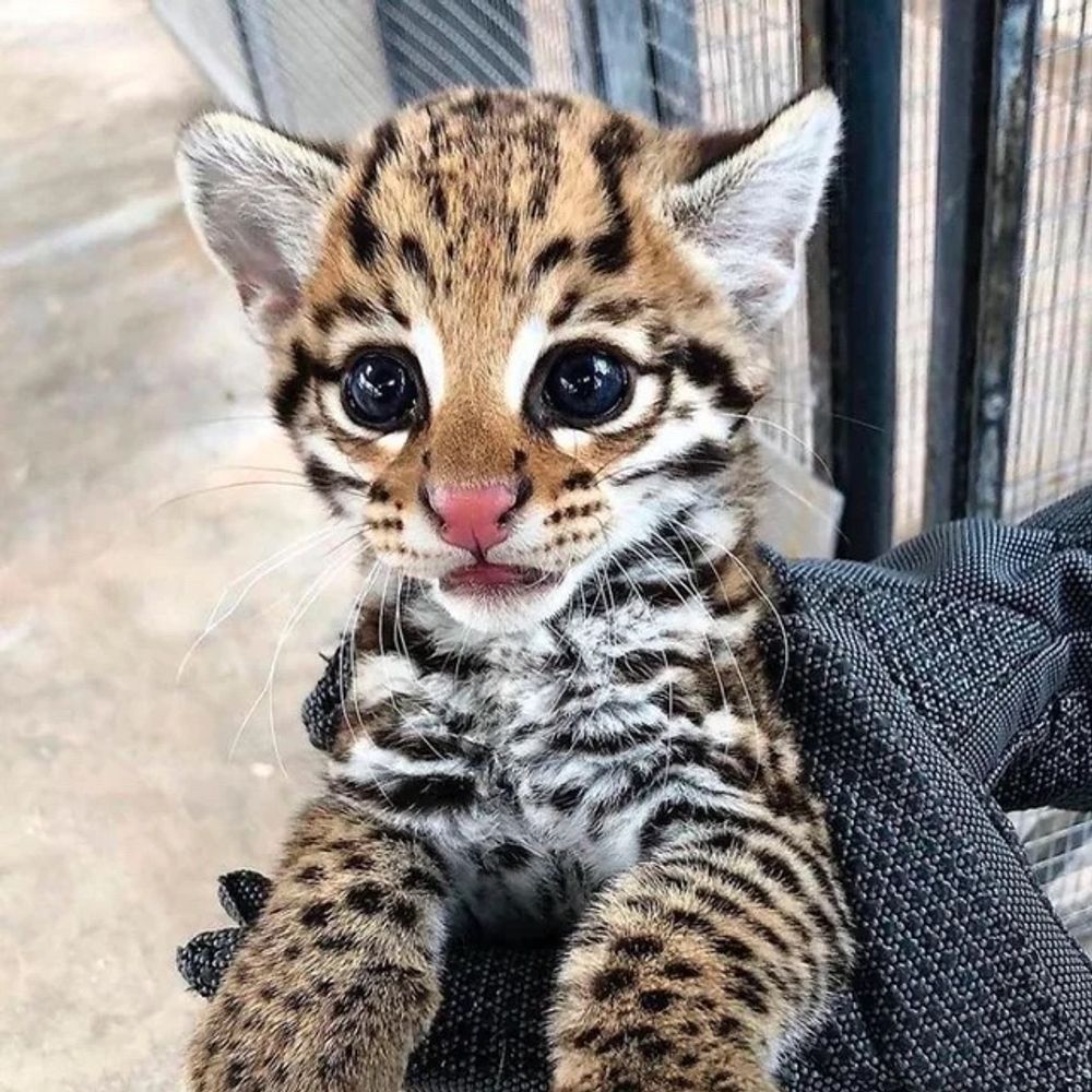trained ocelot
