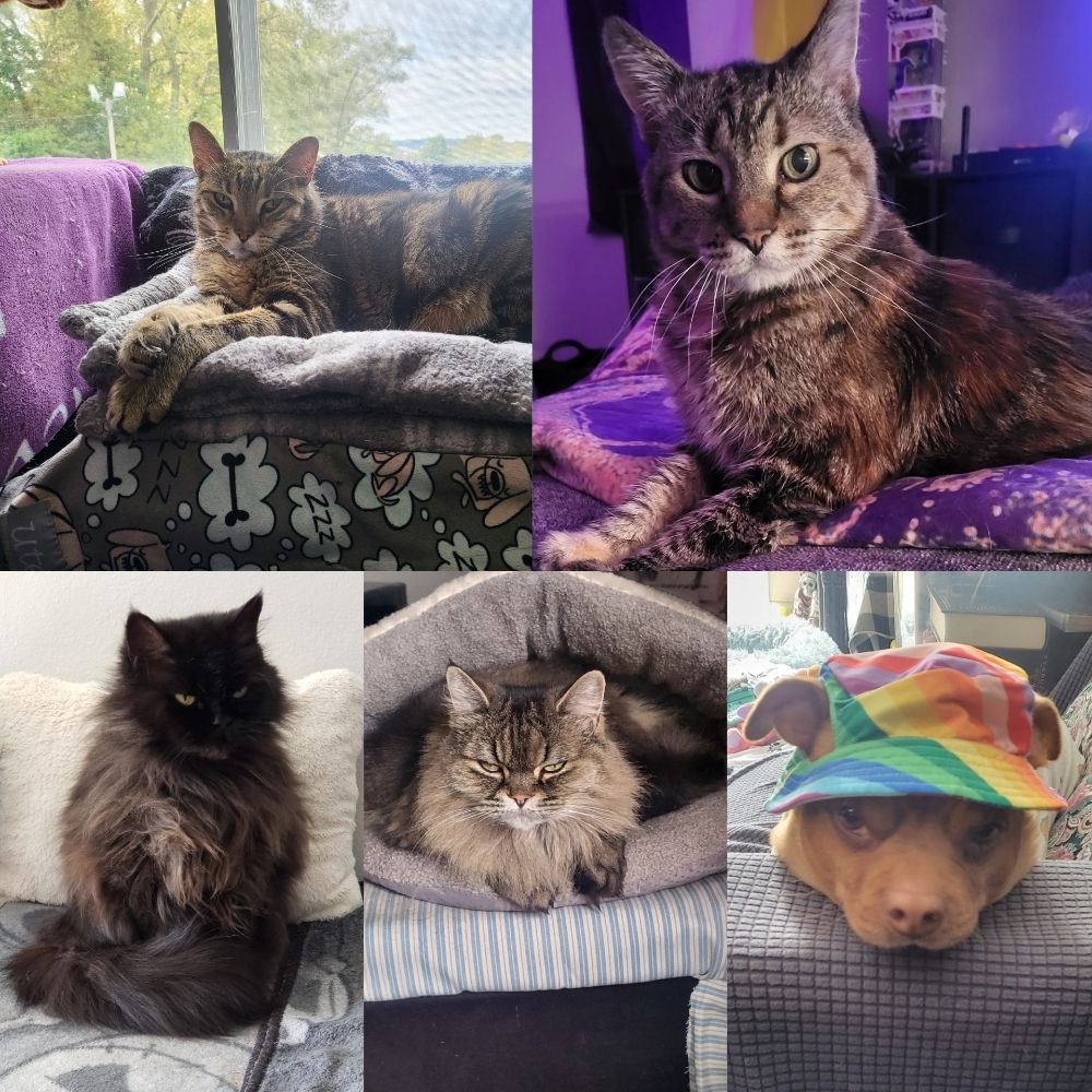 Kat🏳️‍🌈🇨🇮🐕🐈🐈🐈🐈‍⬛