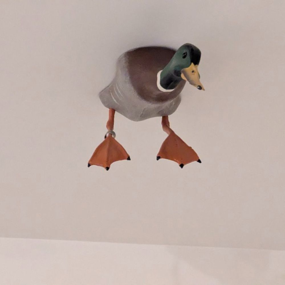 What the Duck?