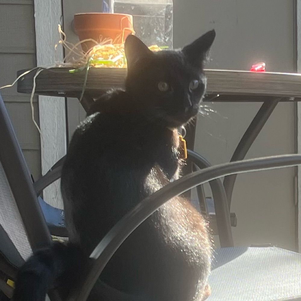 Fanerdcat