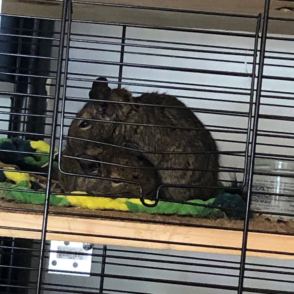 Kiwi&Noadkoko