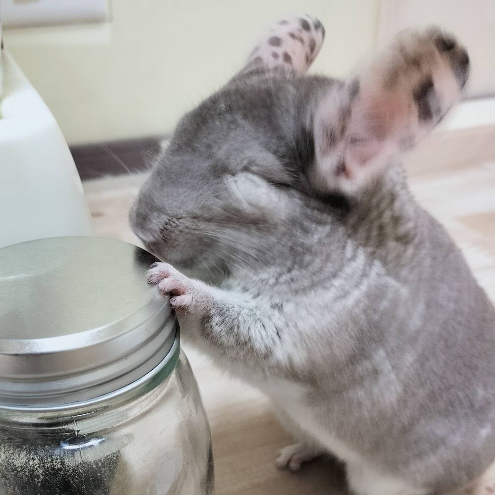 ここなっつ