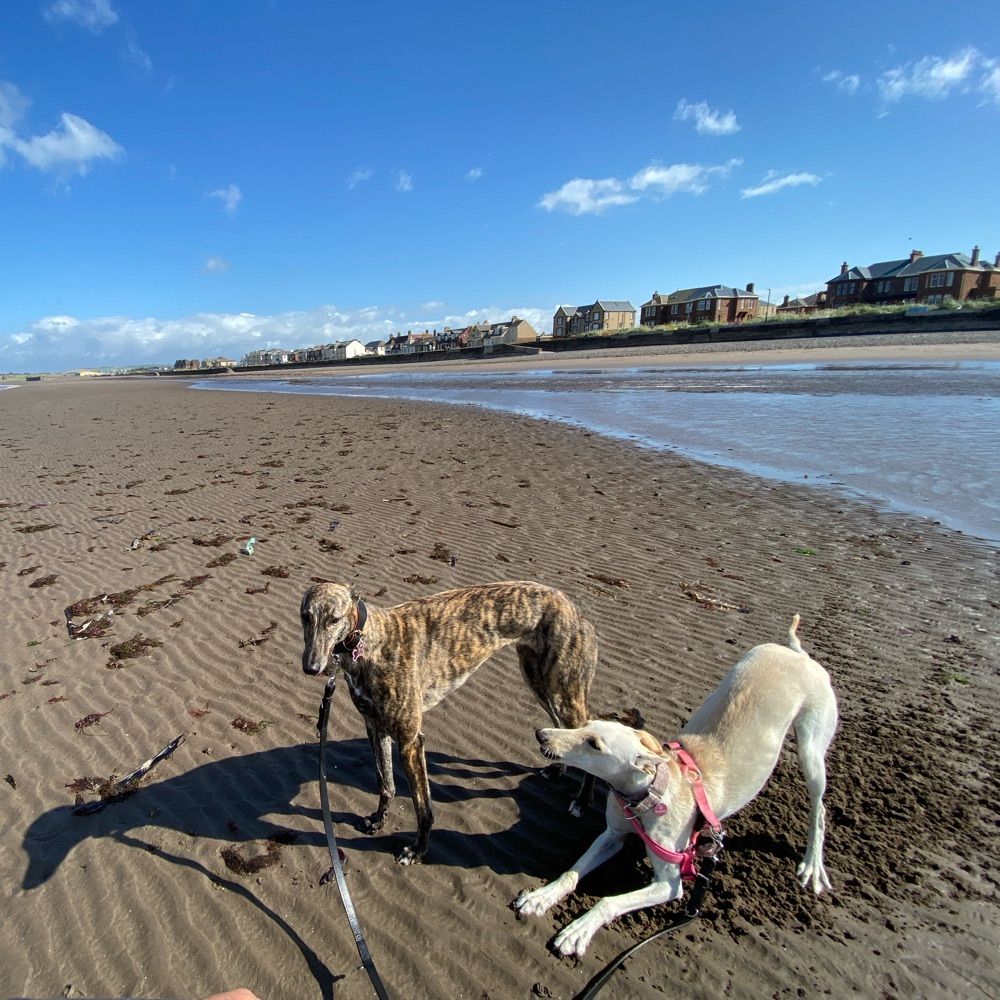 Flori the galga, Shazza the greyhound
