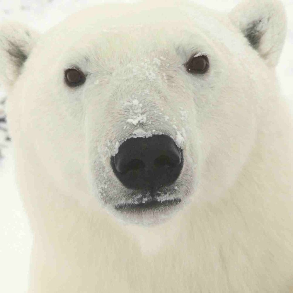 BergBear