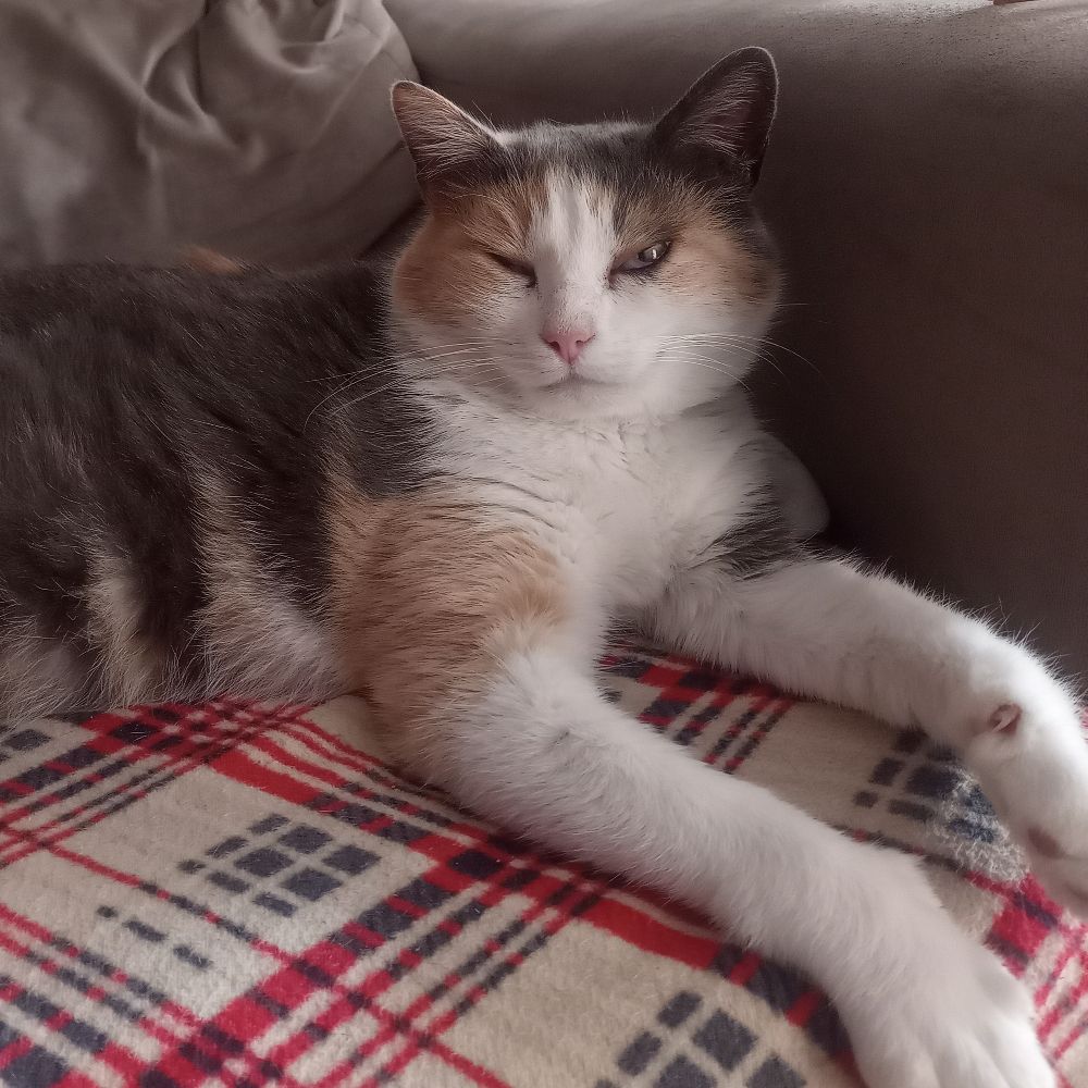 Bonki