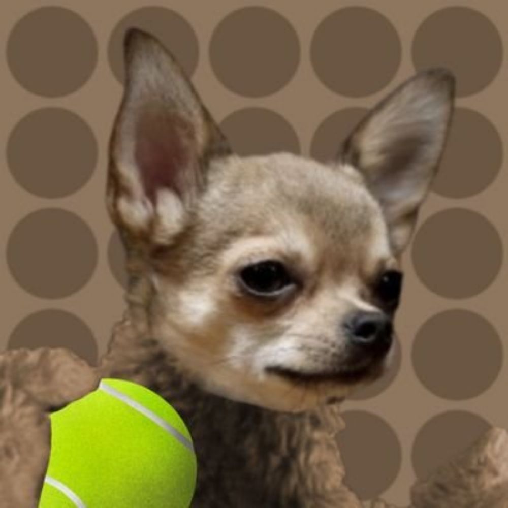 Chihuarlo