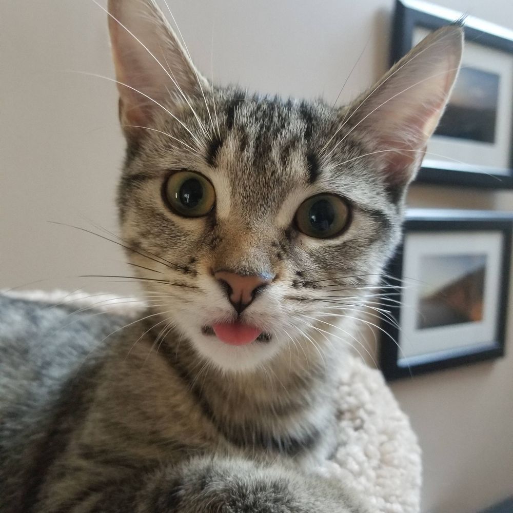 MimiBou
