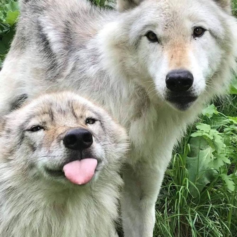 lobos punto gob punto mx.