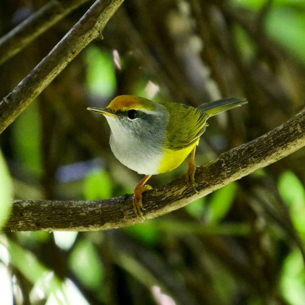 a small bird