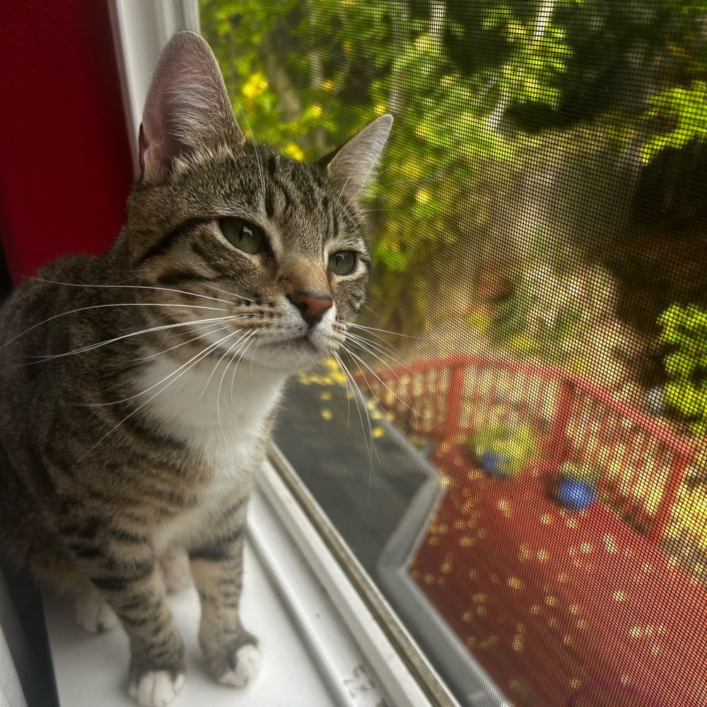 Tweety-cat