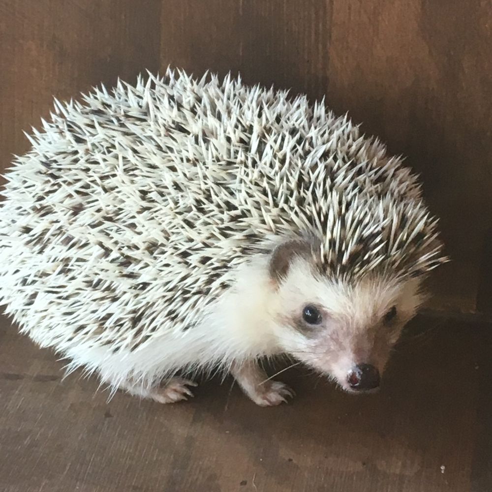 えむちん