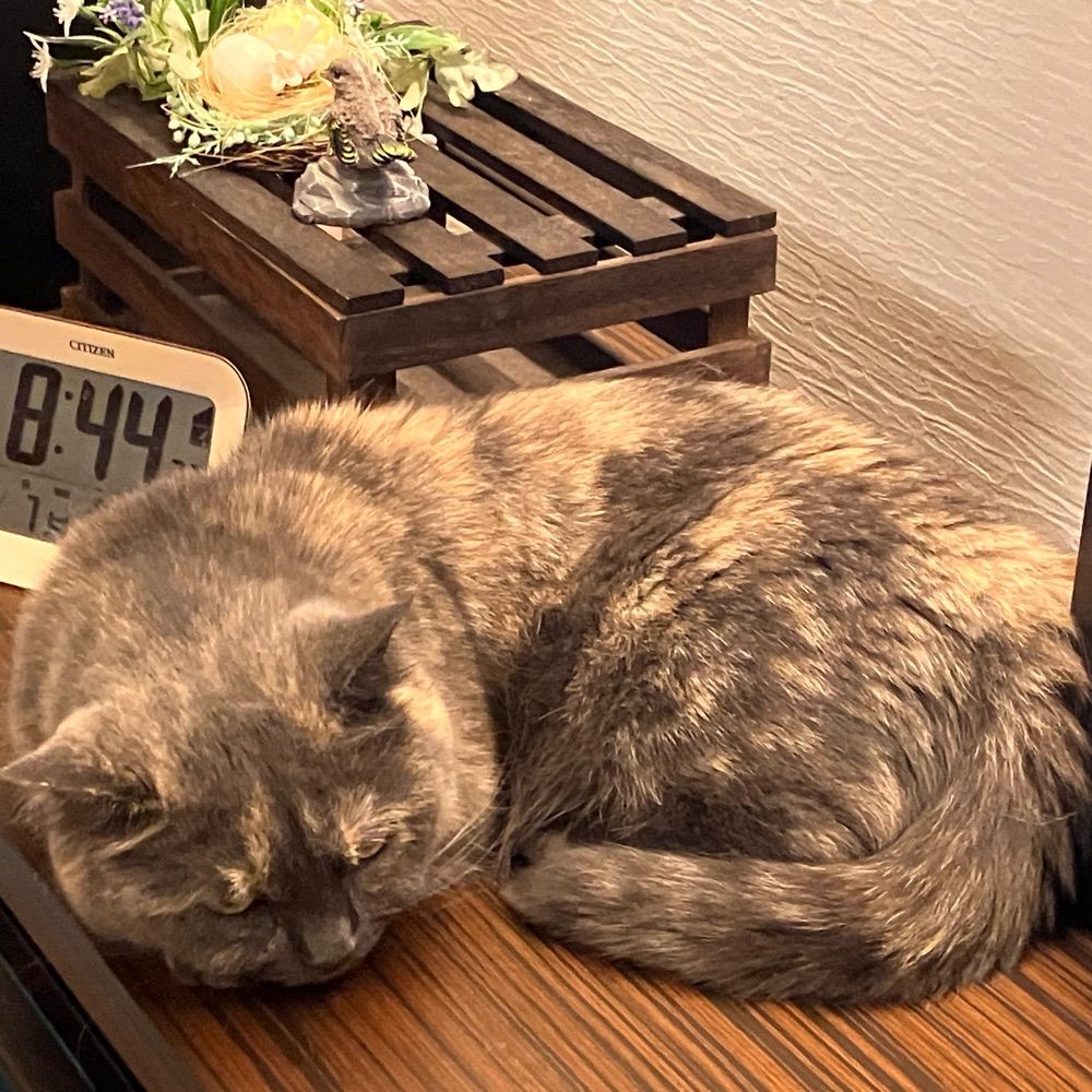 rui
