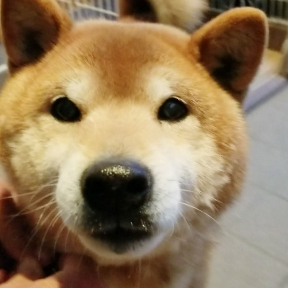 雪国いぬ