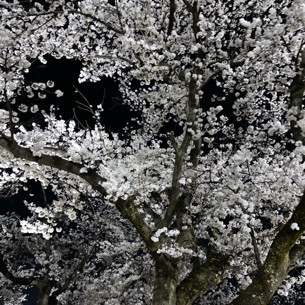 木綿