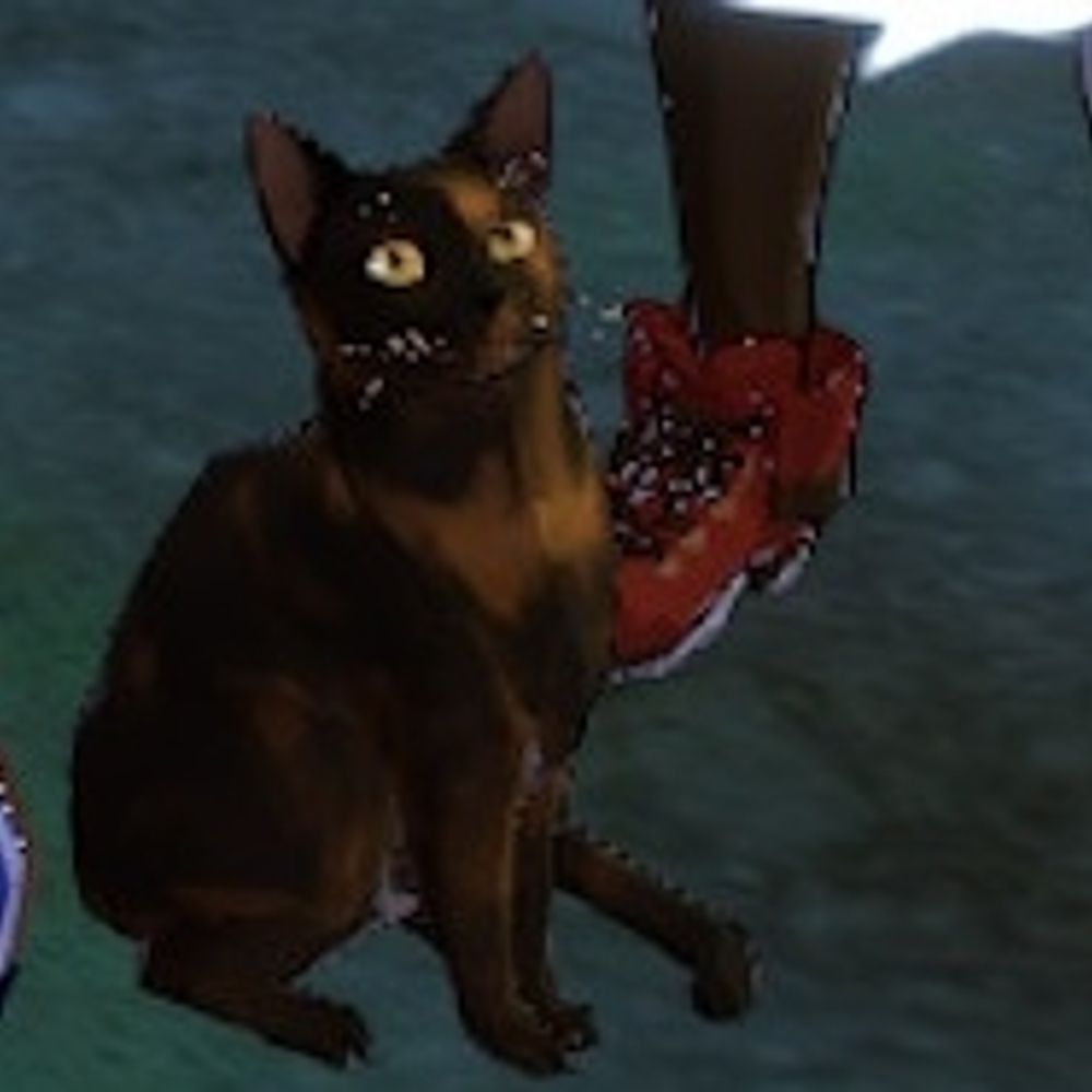狂い猫