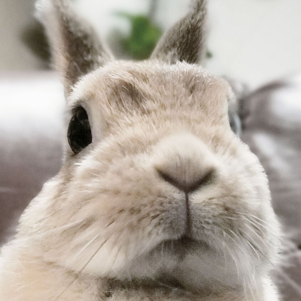 うさぎのムギ様＊MUGI