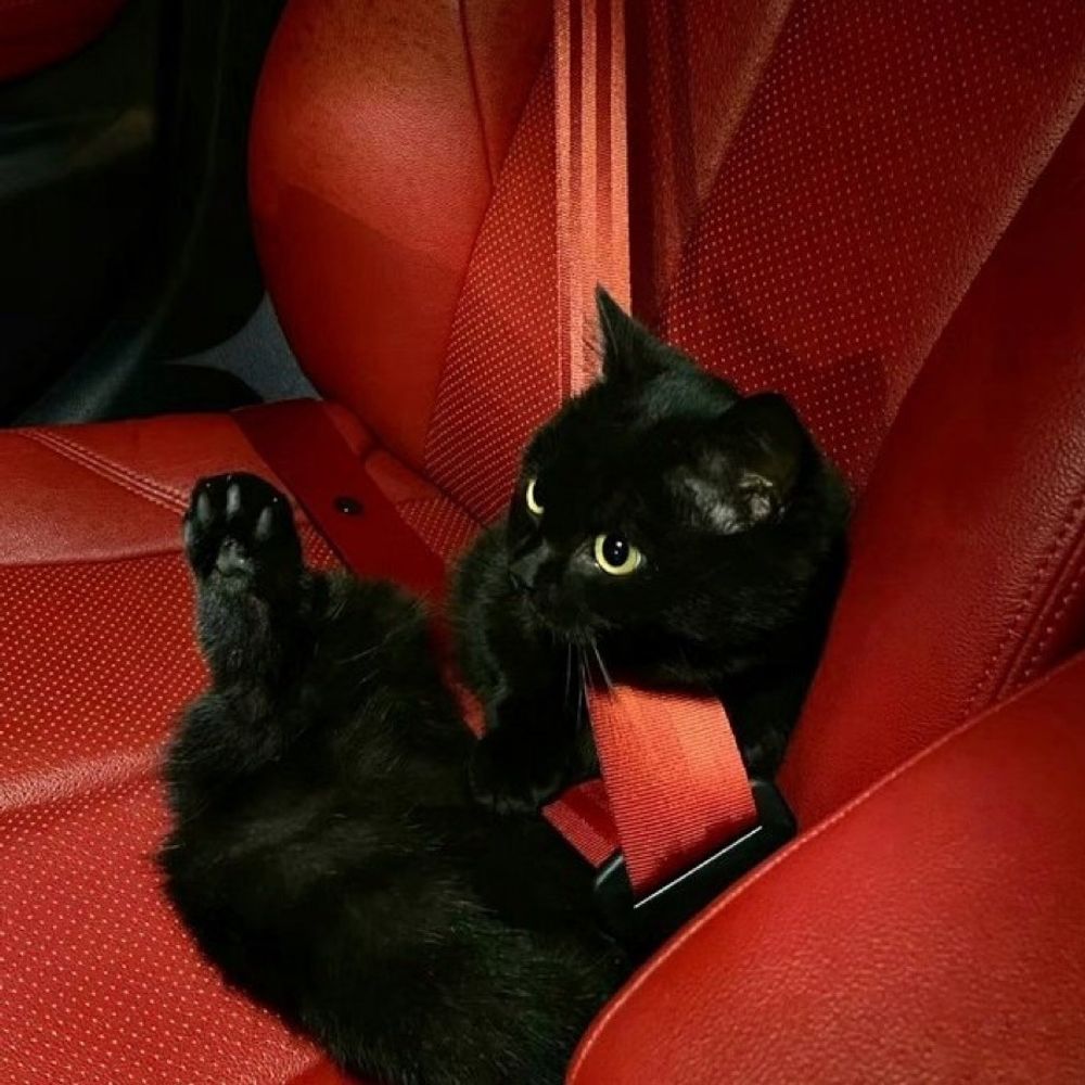 Kitty Face