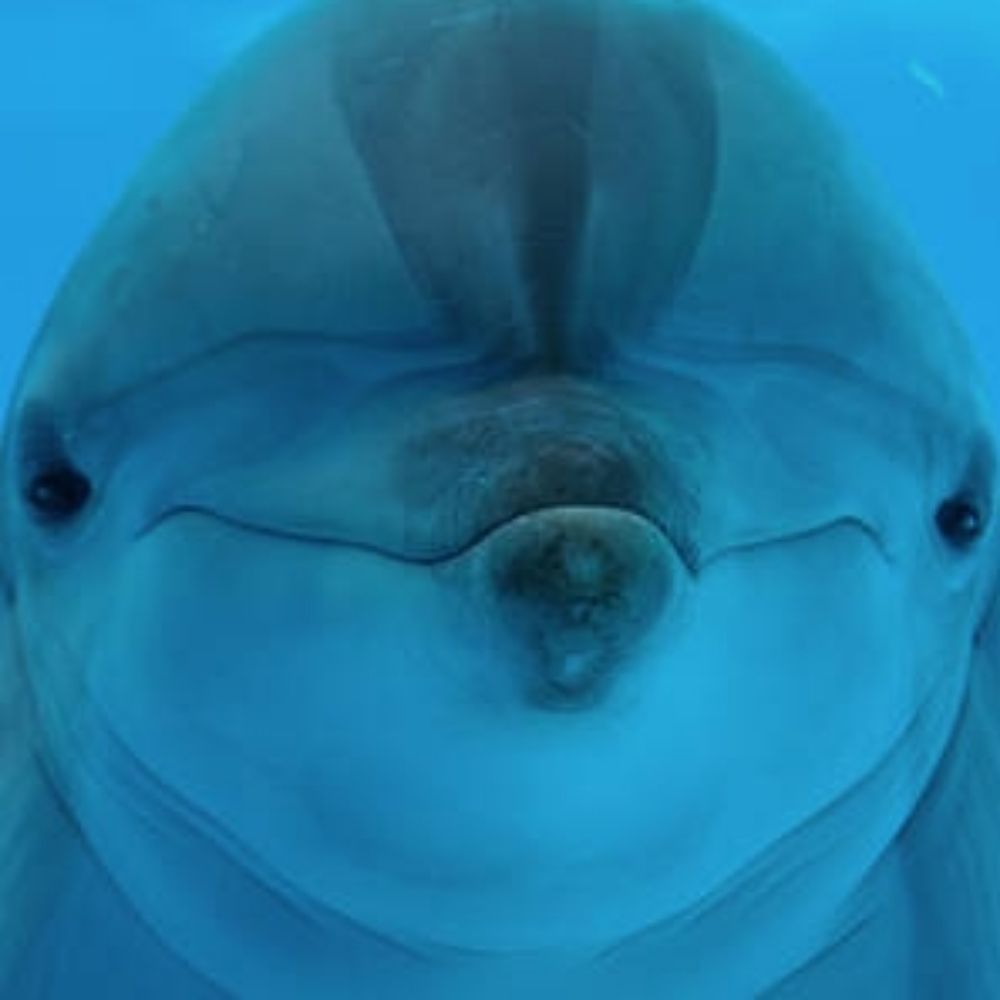 General Porpoise