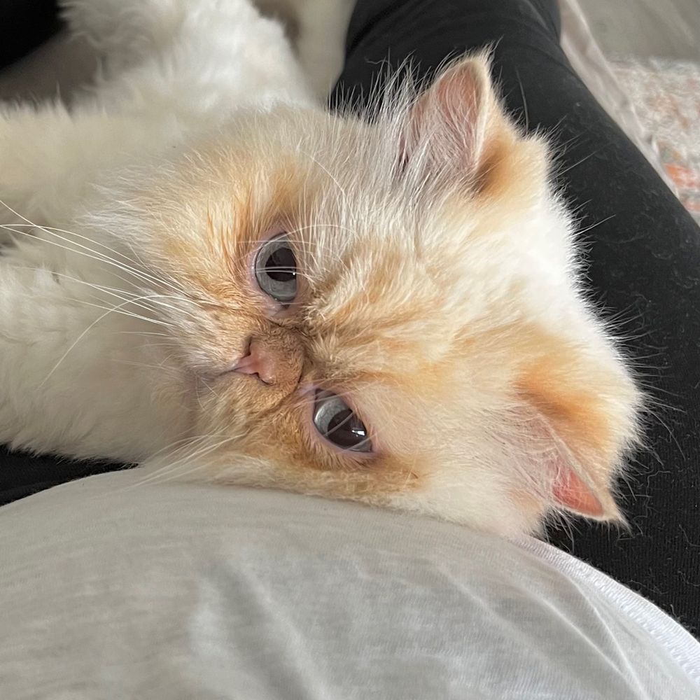 The Fluffs