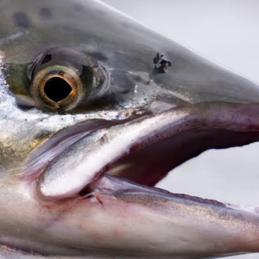 peixe