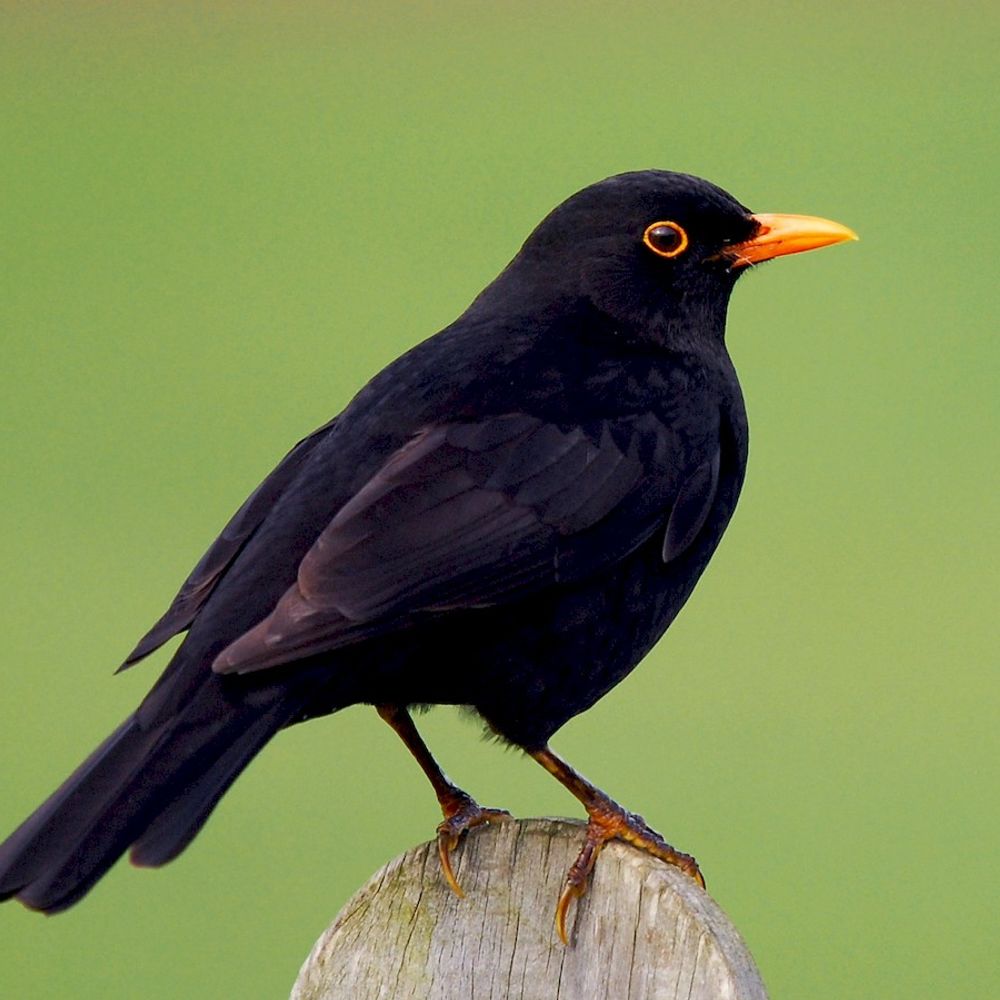 Blackbird