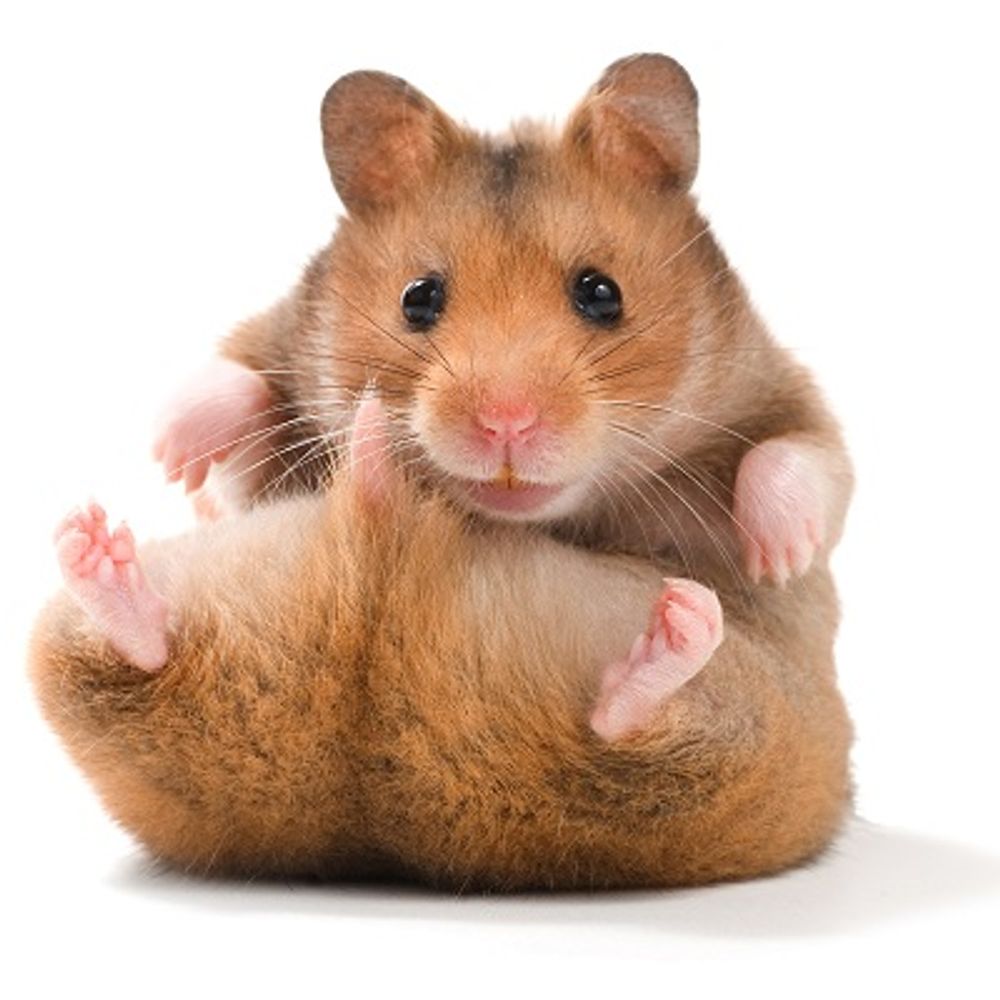 Weehamster