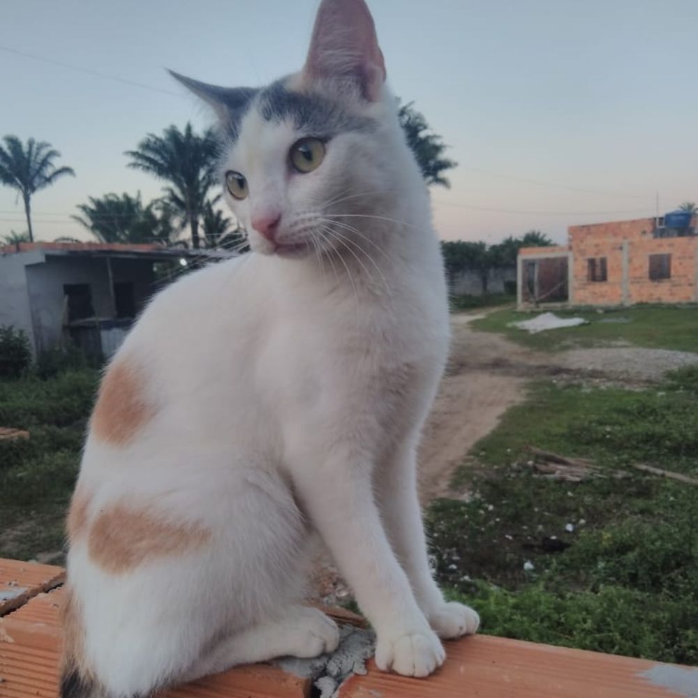 darinha/2