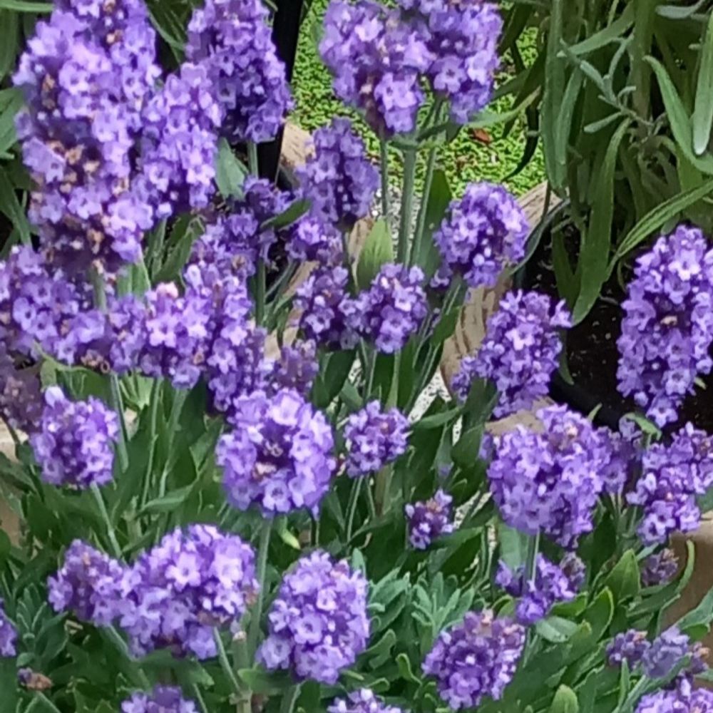 Tuinster 