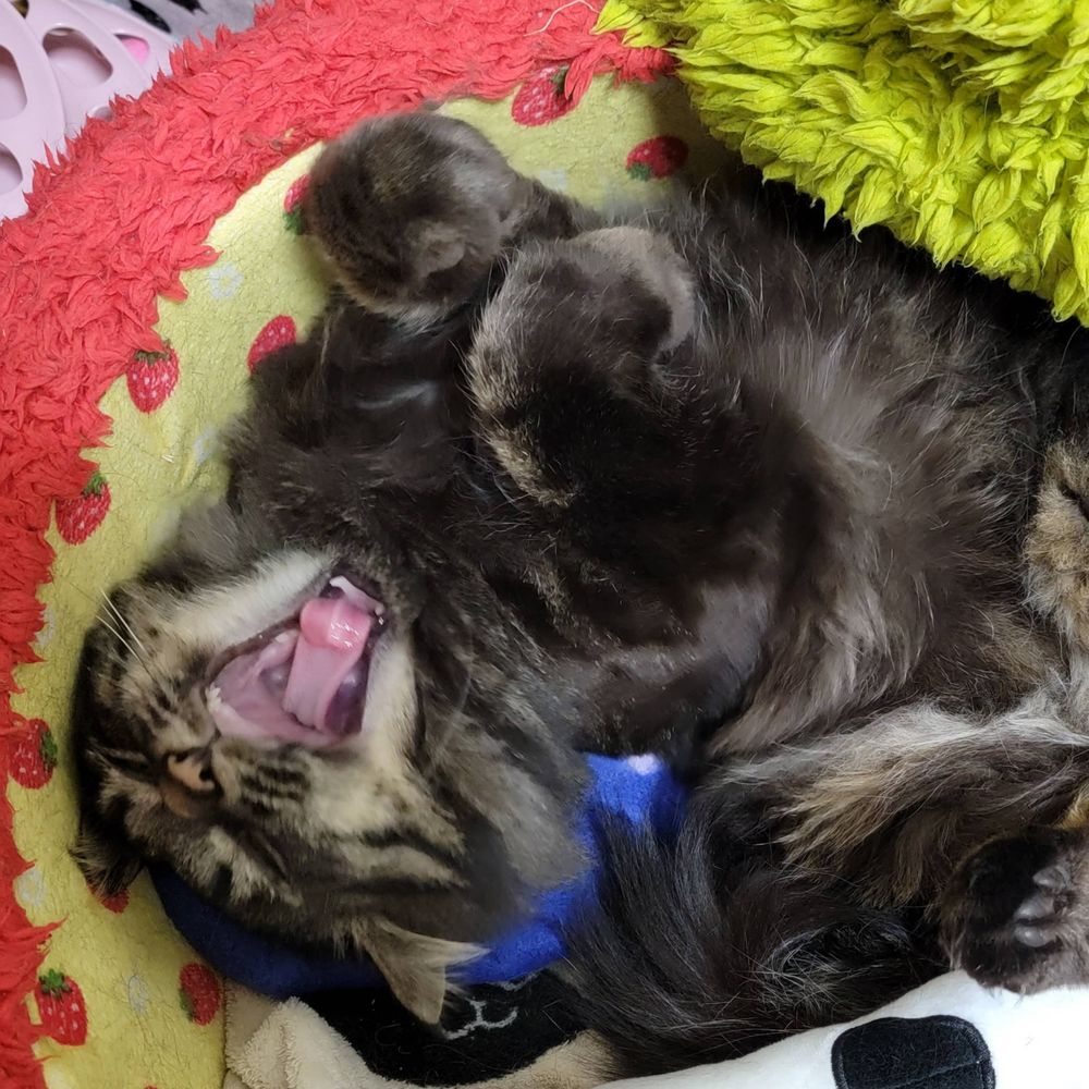 めぴ