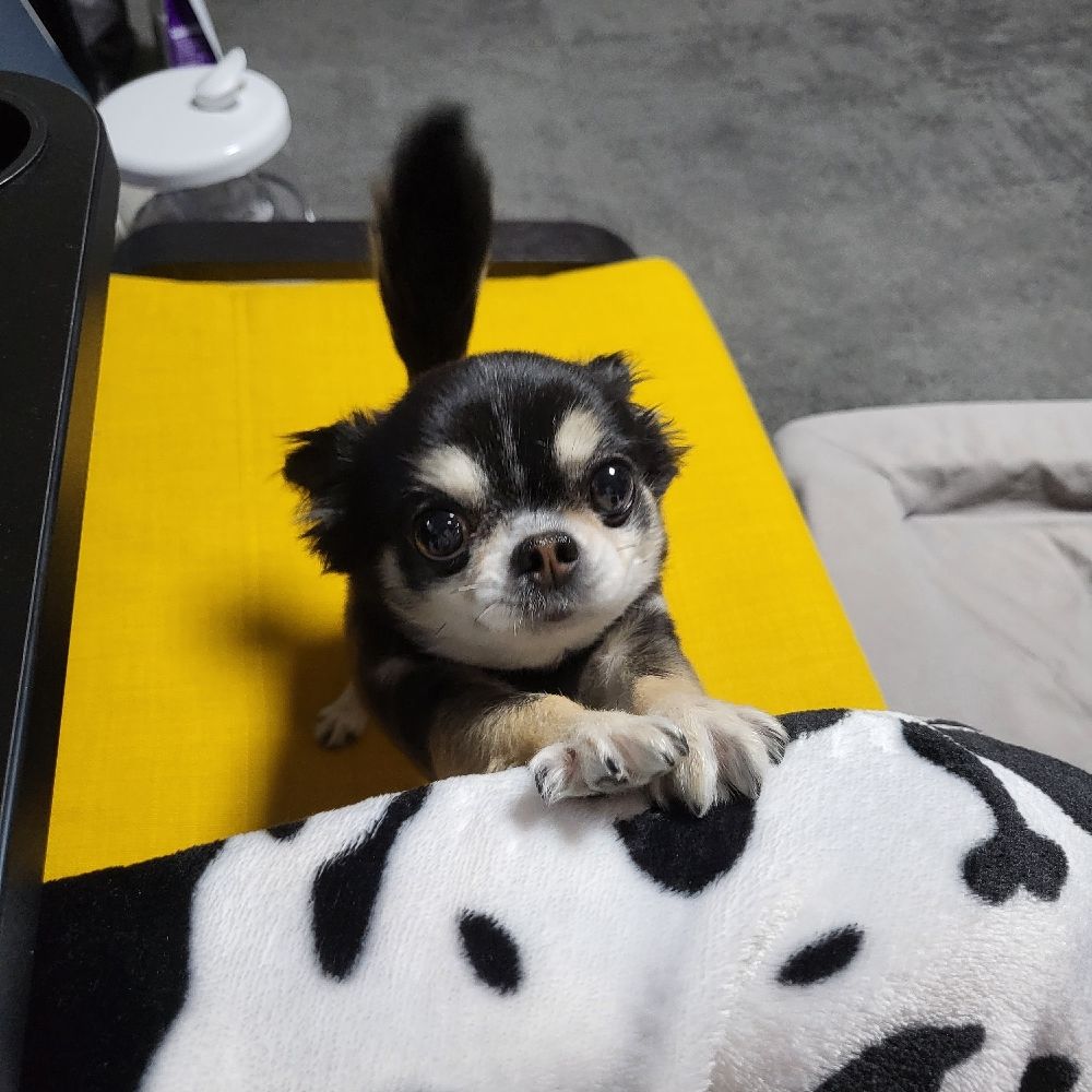 까몽이와 숩