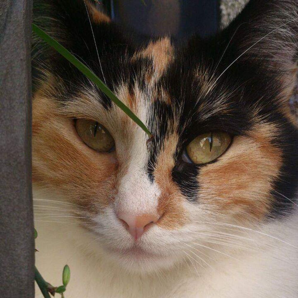 Le Chat