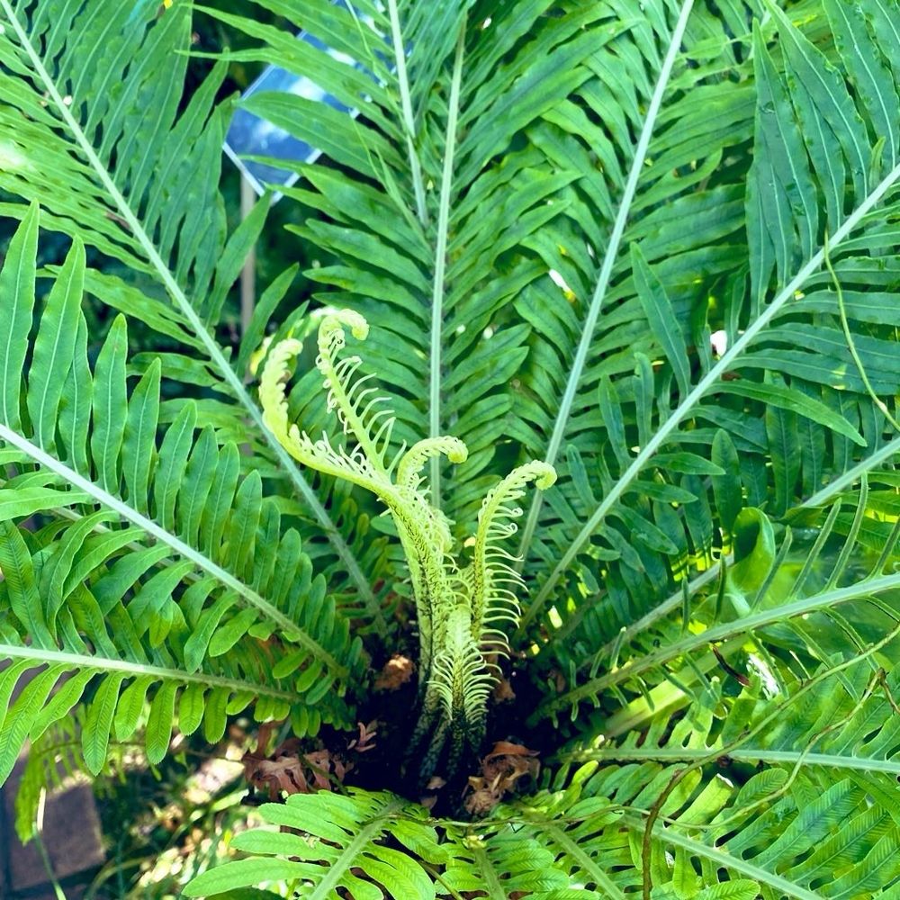 シダの葉