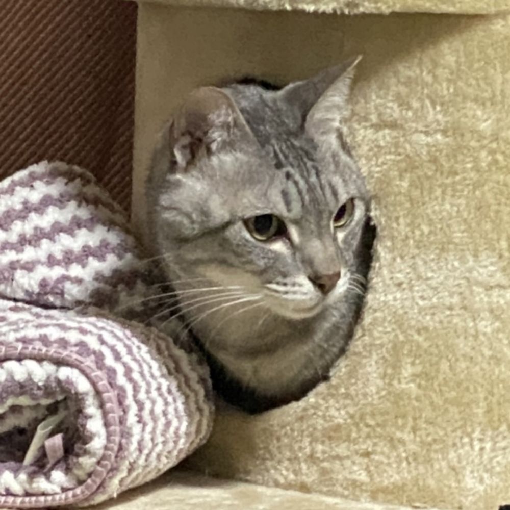 ずま