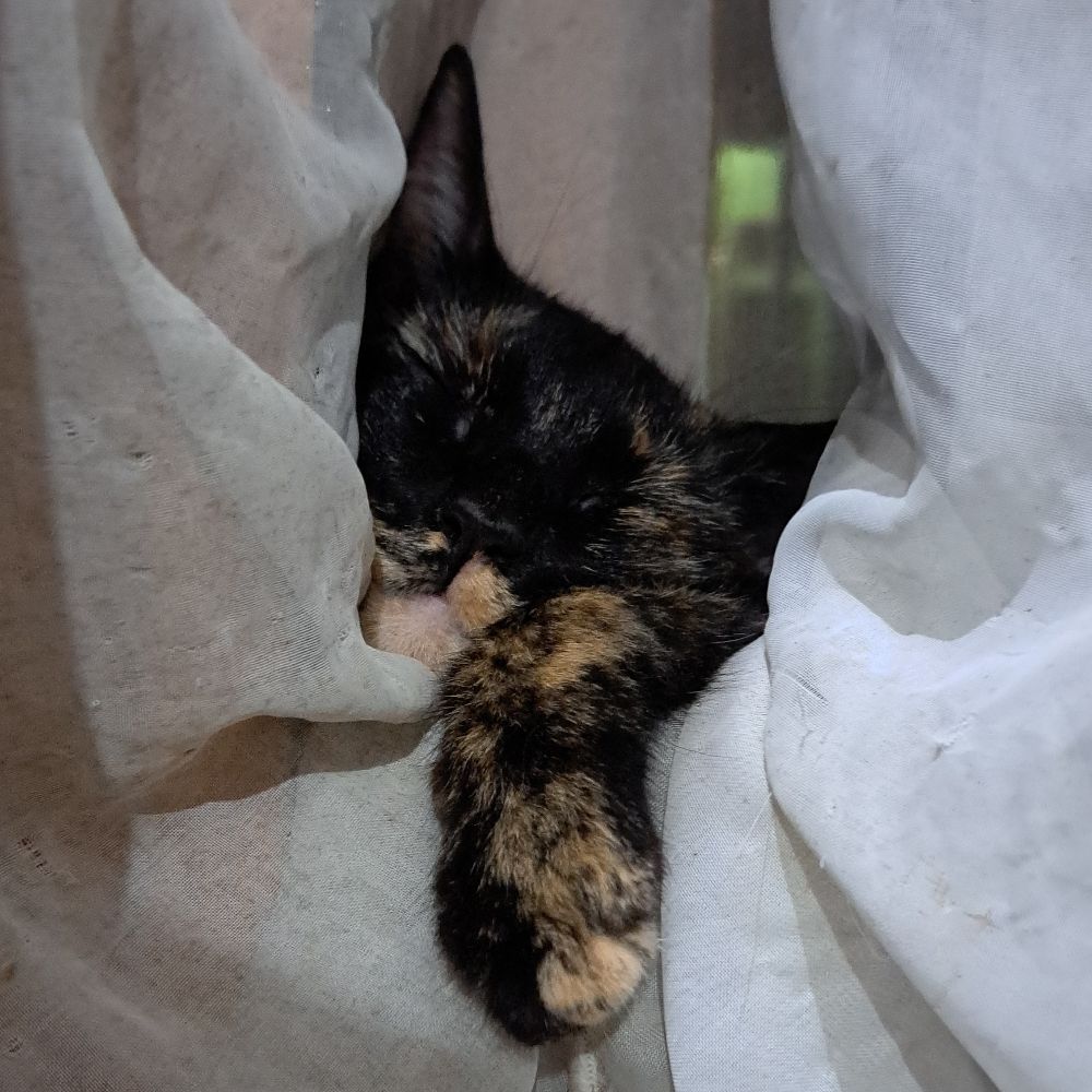 Kiki
