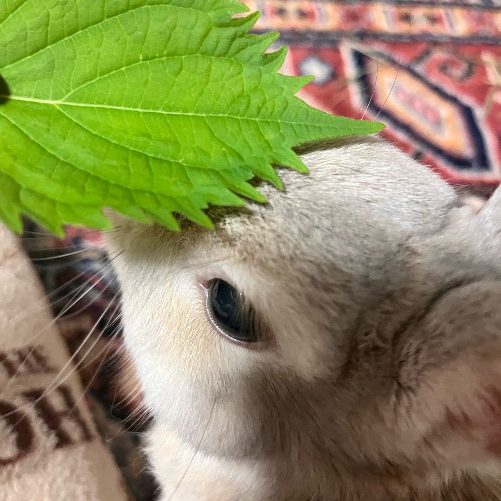 もぎ🐰🐴