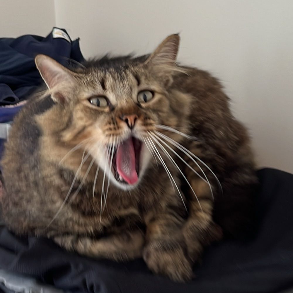 Diego