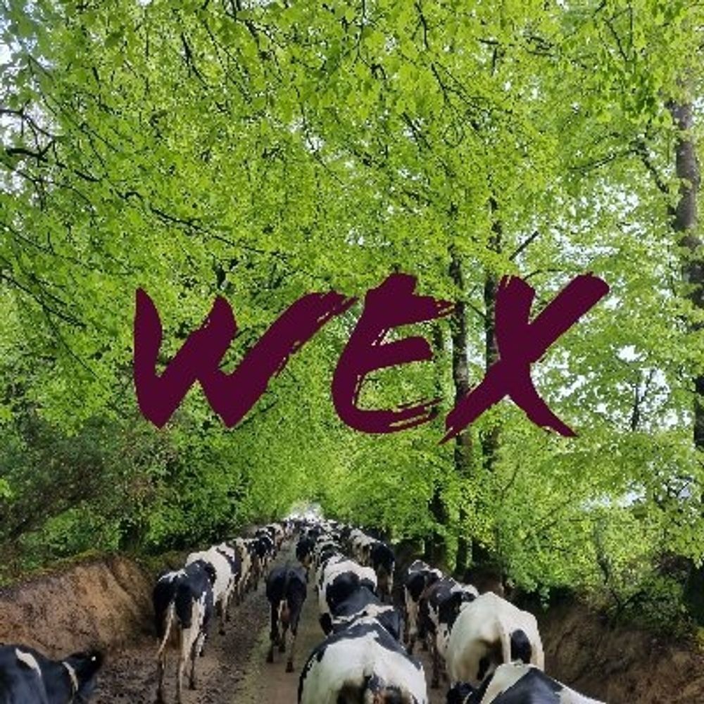 Wextext 