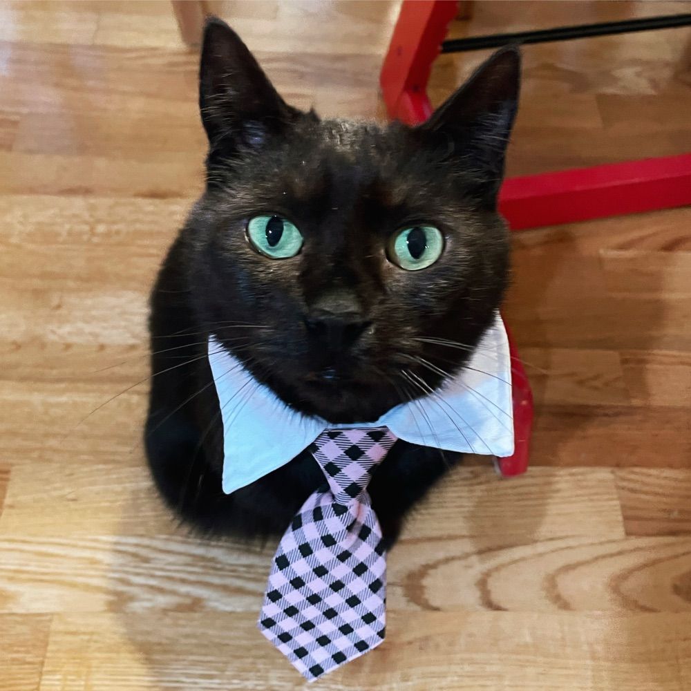 Lucipurr the Darkness