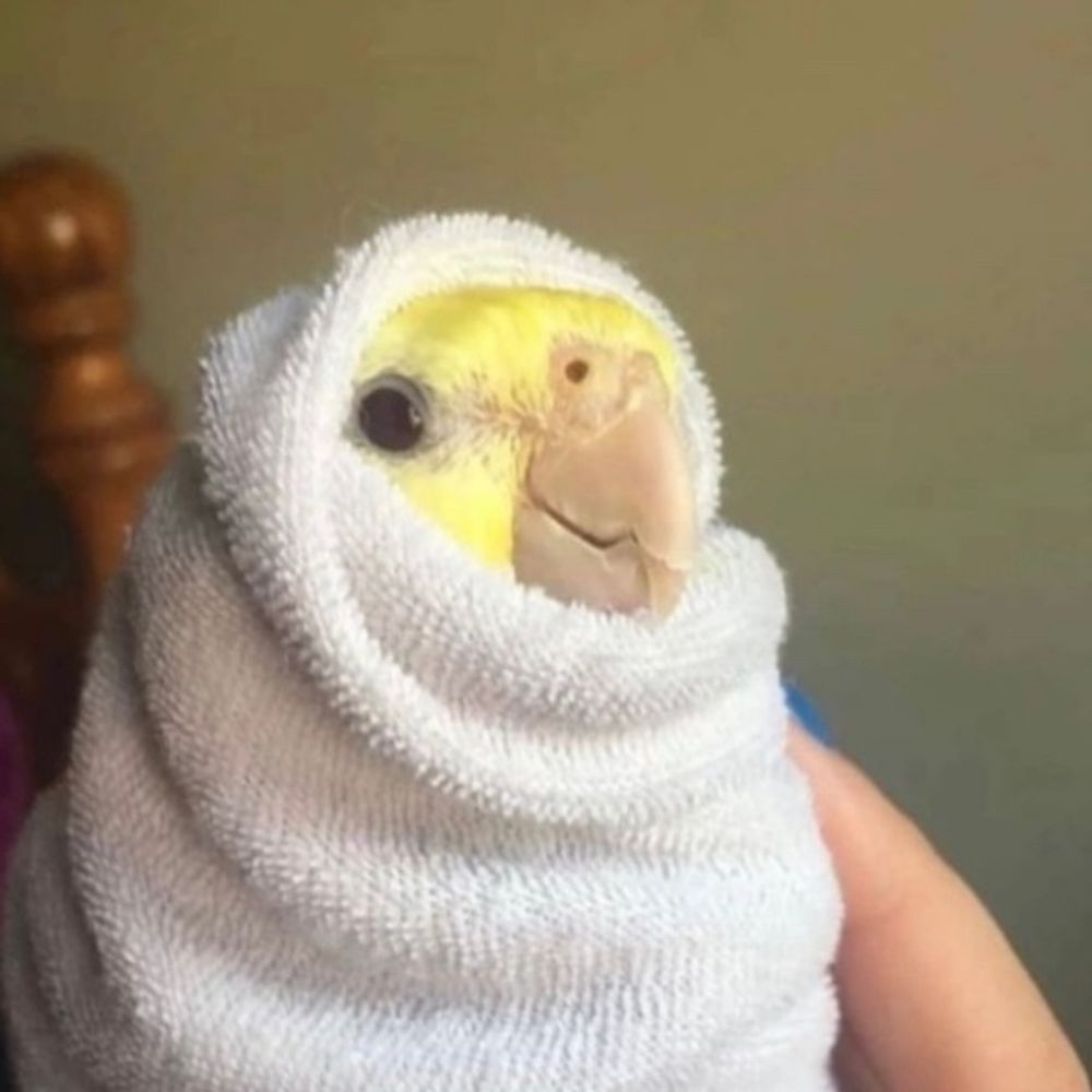 DuckQuack