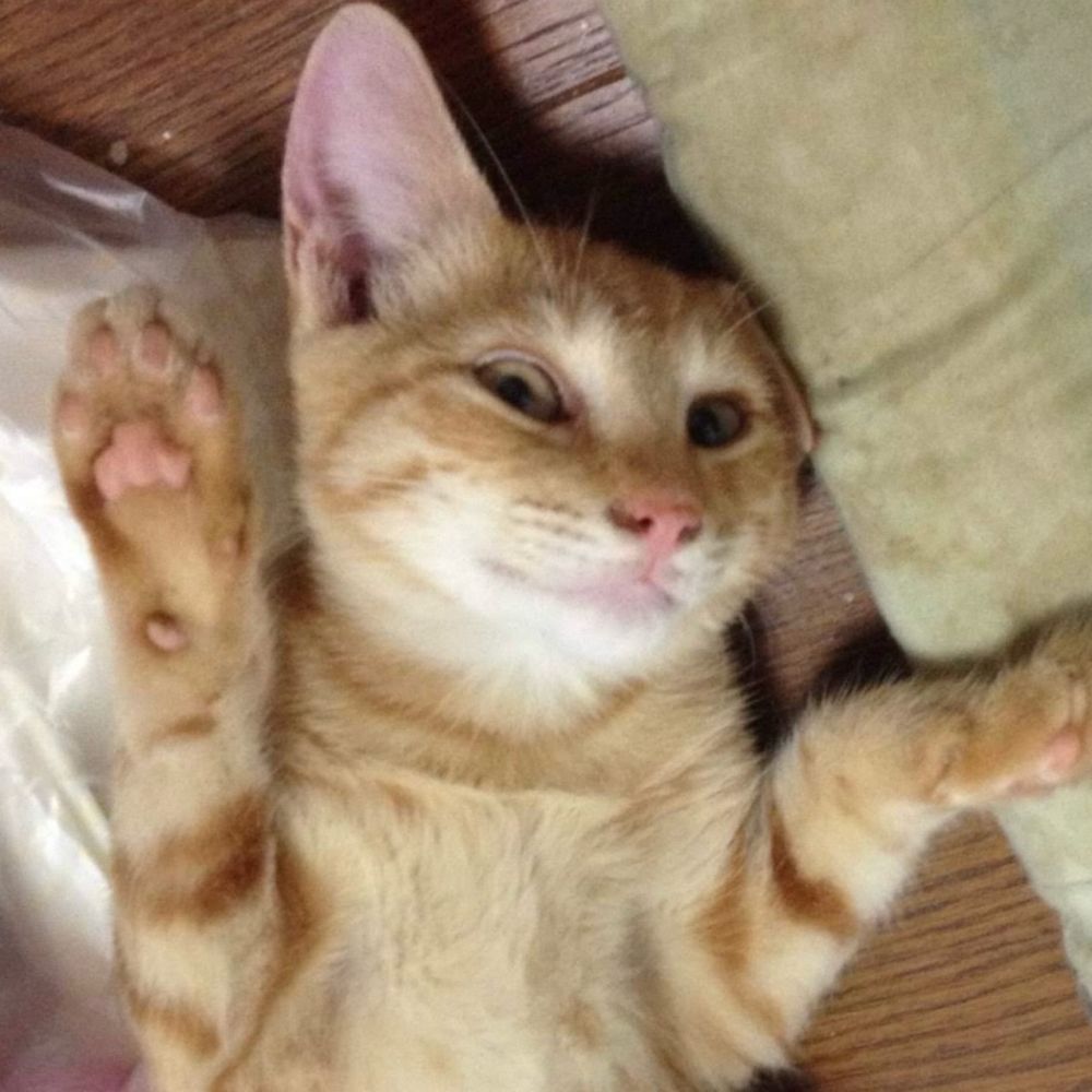マオ