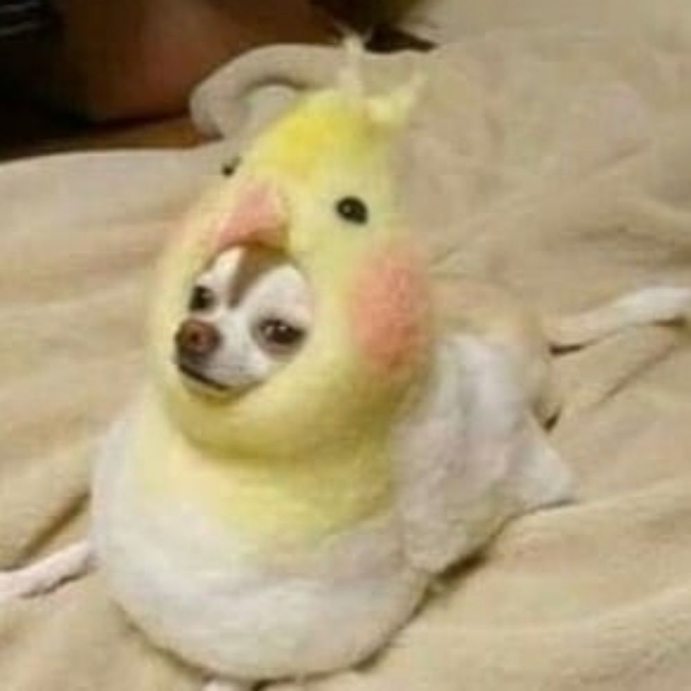 cachorrinho pássaro 