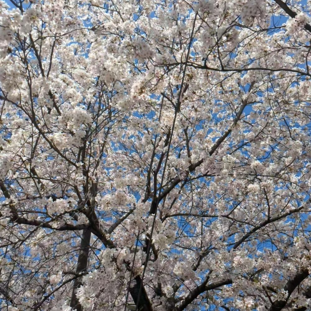 うずしお